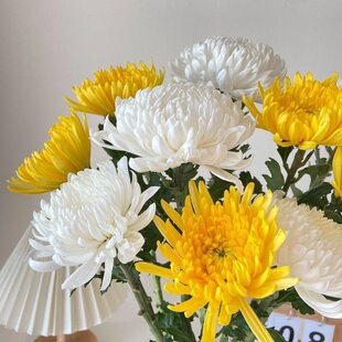 黄白菊花鲜花菊花发全国鲜花基地菊花鲜花花束鲜菊花鲜花基地直供