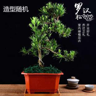 罗yysiUoJW汉造型松盆小景盆栽特价品原生小叶耐办寒公桌上室内中