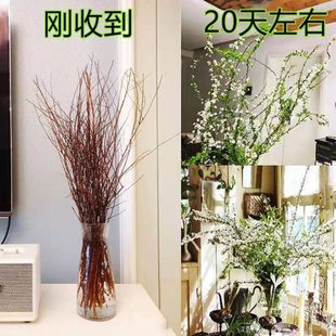雪柳干枝鲜枝水养遇水开花冬季鲜花带芽花瓶干支树苗水培植物真花