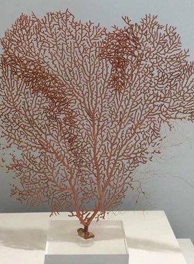 海印象海洋新中珊瑚树摆件创意客厅酒店书房家居软装饰摆设工艺品