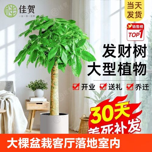 发财树客厅盆栽大棵摆件花盆三杆步步高室内乔迁开业大型绿植植物
