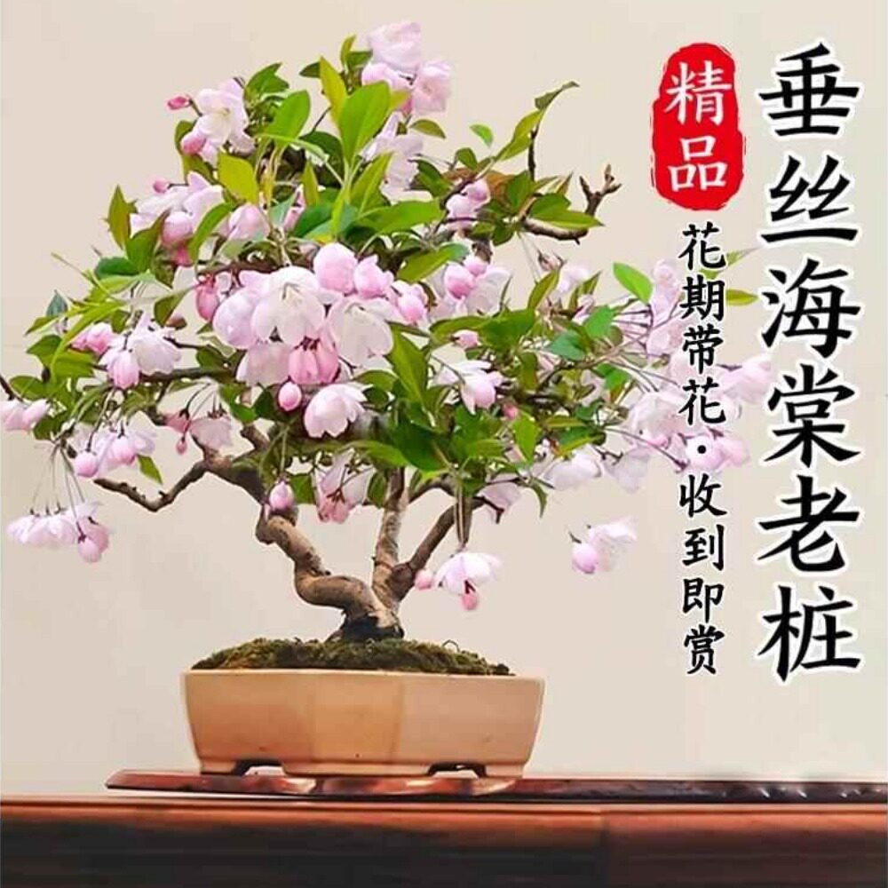 垂丝海棠花盆栽四季开花卉植物室内带花苞重瓣长寿冠树苗老桩盆景