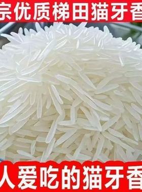 5斤正宗猫牙米长粒香米晚稻新米丝苗米煲仔蛋炒饭超长2.5KG大米