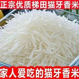 5斤正宗猫牙米长粒香米晚稻新米丝苗米煲仔蛋炒饭超长2.5KG大米