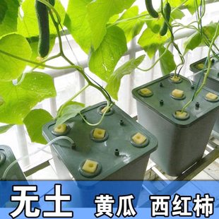 阳台无土栽培花盆水培果菜番茄西瓜瓜果类静水培设备黄瓜种植桶箱
