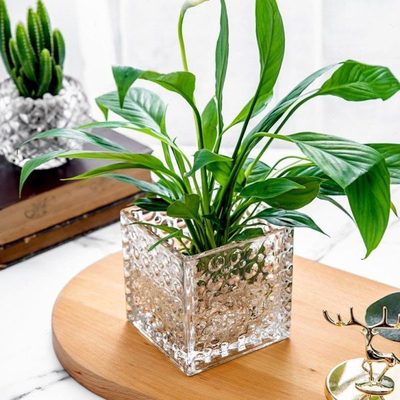 玻璃水培瓶容器铜钱草植物花盆绿萝花瓶透明客厅插花水晶方缸摆件