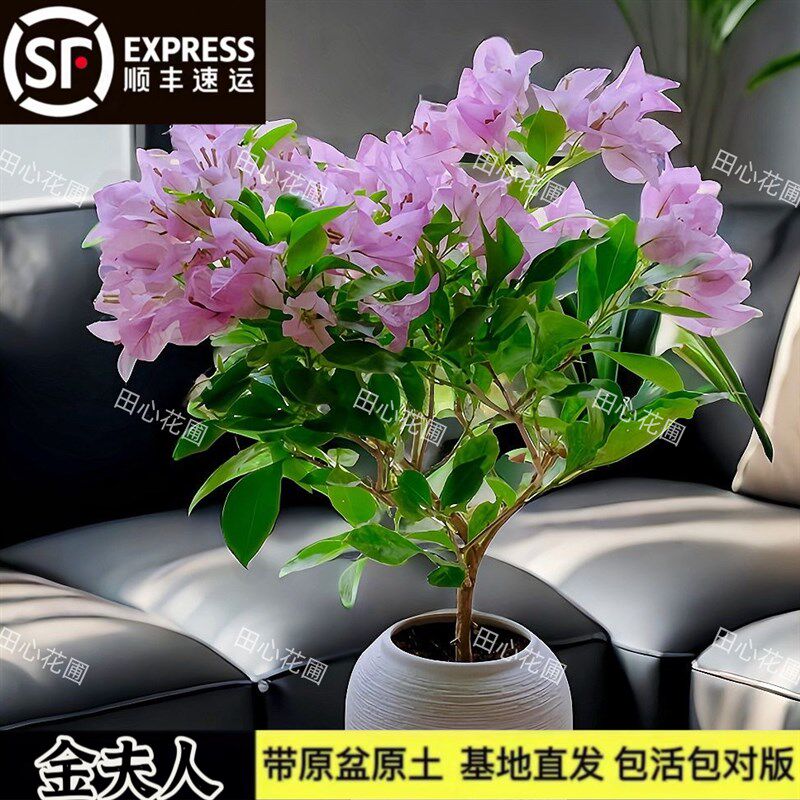 金夫人三角梅粉色花原生老桩勤花爬藤盆栽庭院绿植四季开花阳台