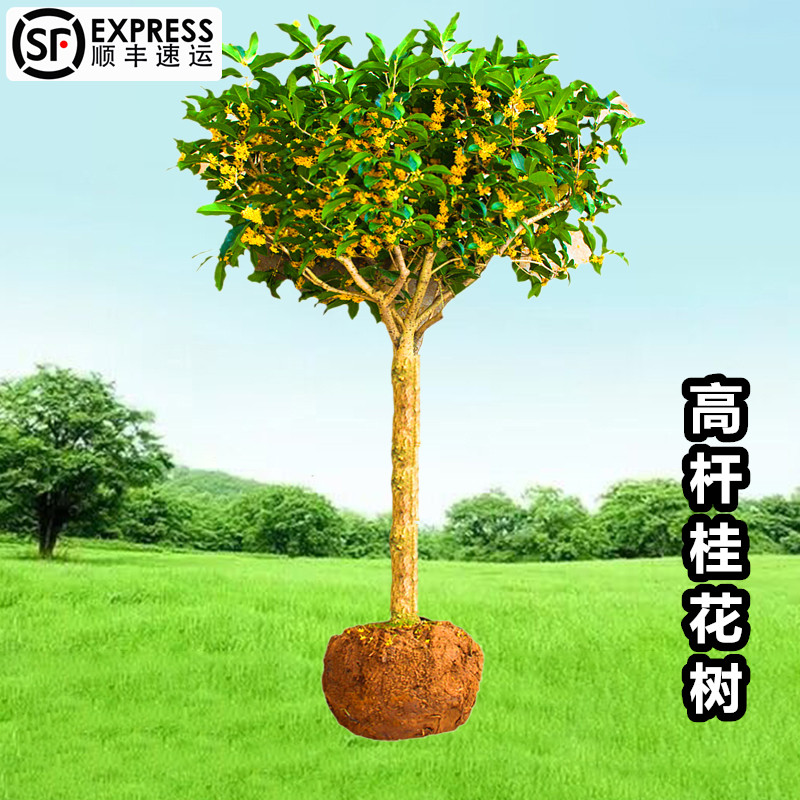 桂花树桩树苗盆栽阳台庭院地栽常青四季浓香植物金桂丹桂老桩盆景