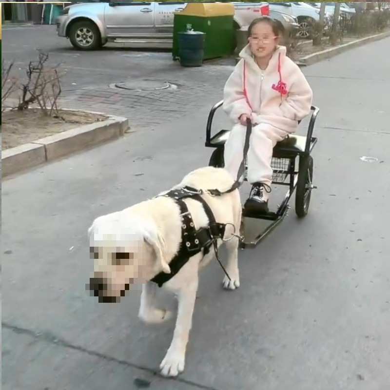 金毛拉车二哈狗拉人轻型坐车车双刹狗遛狗三轮车可折叠默认项金属