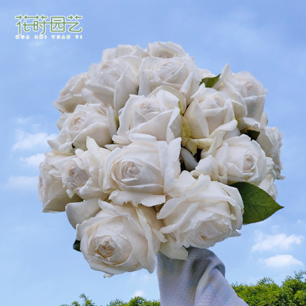 花莳园艺【婚礼之路】大花浓香月季伊芙白色玫瑰花盆栽阳台月季花