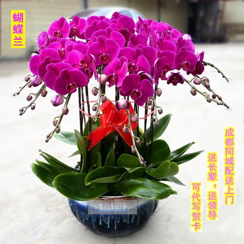 高档盆栽植物蝴蝶兰花花型美观高贵典雅送礼佳品成都花卉