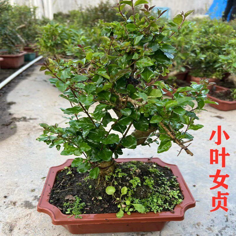 小叶女贞盆景植物老桩盆栽办公室桌面室内金叶造型客厅好养活绿植
