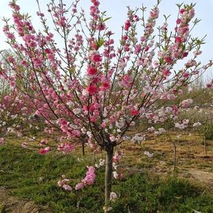8公分庭院造景美化红叶碧桃桃花植物装饰红色桃花树