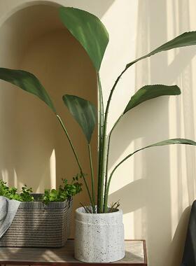 仿真绿植苏门答腊棕盆栽家居室内观赏大型北欧仿真植物落地装饰