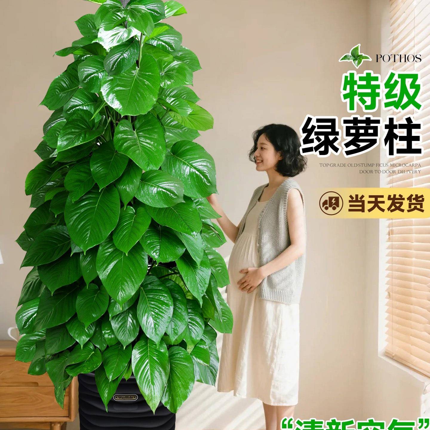 大叶绿萝柱大盆栽客厅大型绿植室内绿萝除甲醛净化空气植物好养活