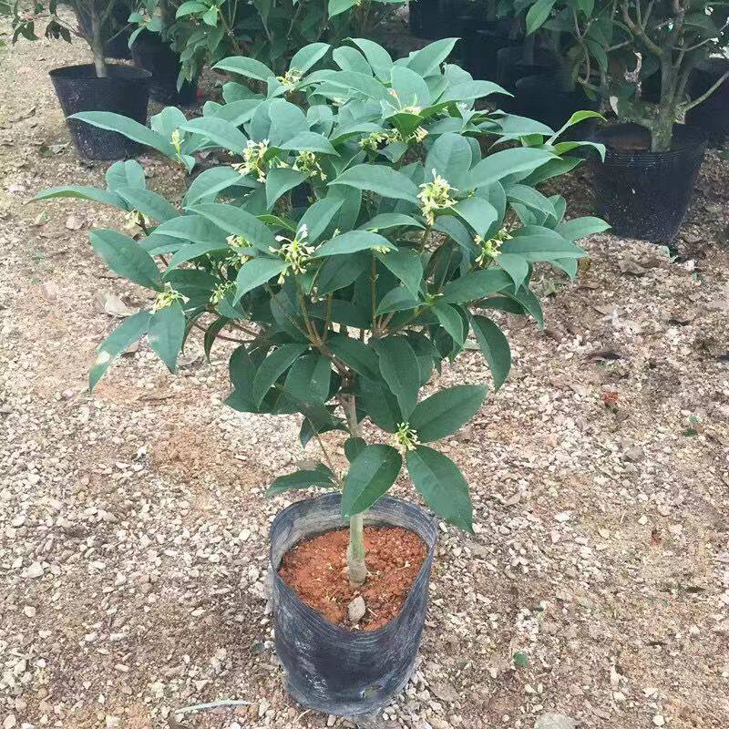 独杆桂花树盆栽四季桂花树阳台庭院地栽盆栽田园土栽培开花带香味