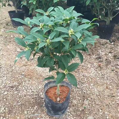 独杆桂花树盆栽四季桂花树阳台庭院地栽盆栽田园土栽培开花带香味