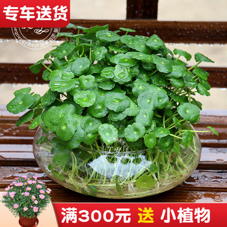 水培铜钱草又名金钱草 水生花卉盆栽办公室内植物 阳台好养植物