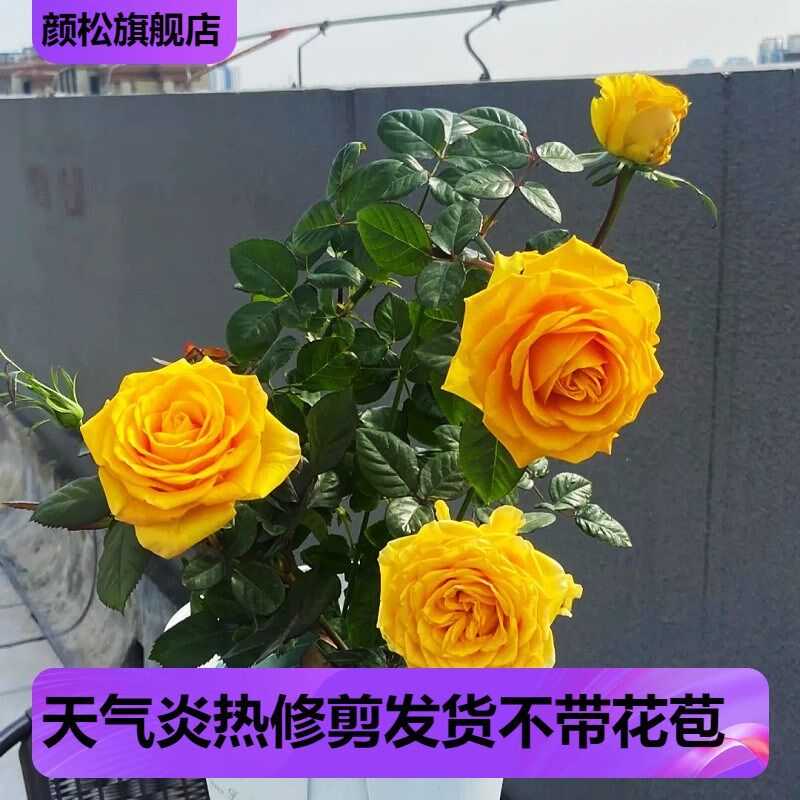 苏格兰黄油玫瑰花盆栽切花月季花苗阳台庭院金黄色大花玫瑰四季开