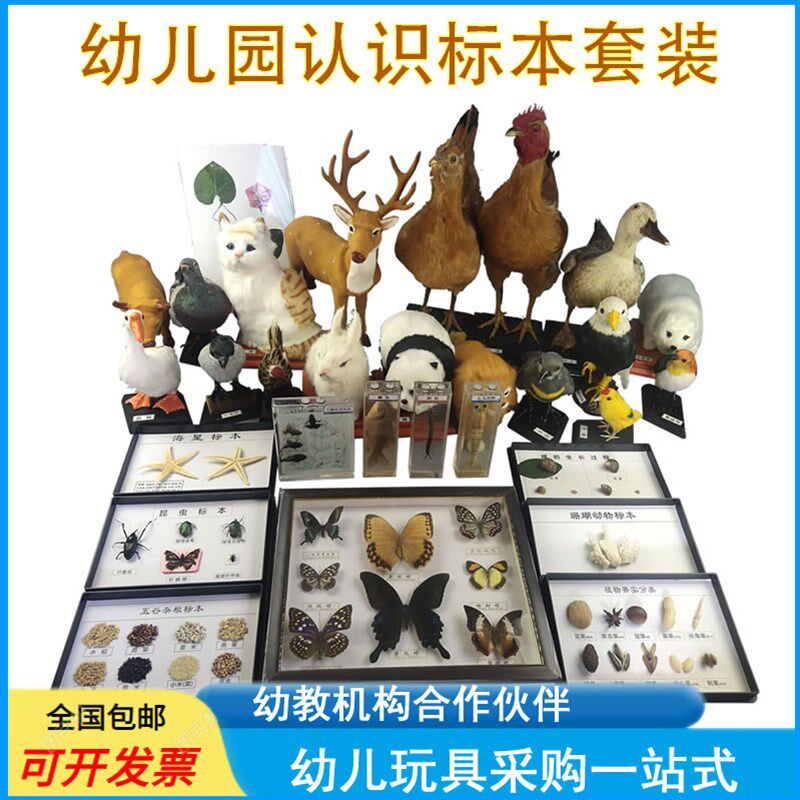 幼儿园科学发现室仪器儿童教学认识动植物标本昆虫类套装探究器材