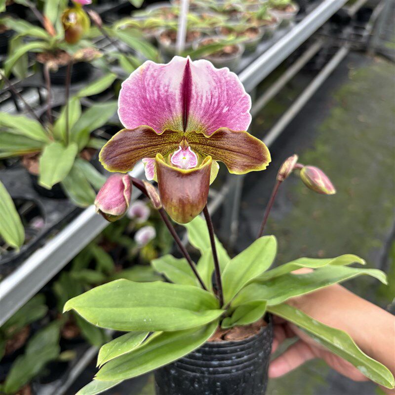 万峰绿缘兜兰花 白旗红旗花期长大花室内桌面绿植盆栽