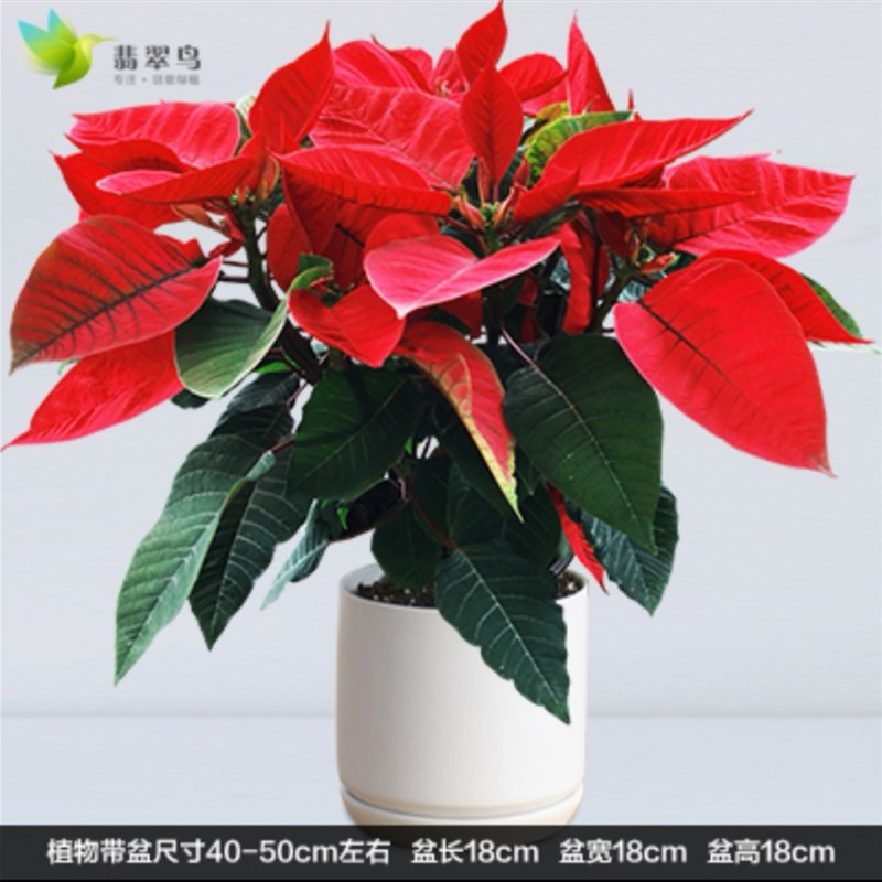 圣诞花盆栽一品红节日庆典喜庆花卉圣诞红鲜花圣诞节装饰深圳同城