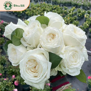 雷叔的花园伊芙婚礼之路切花月季纯洁玫瑰花苗盆栽阳台庭院观花