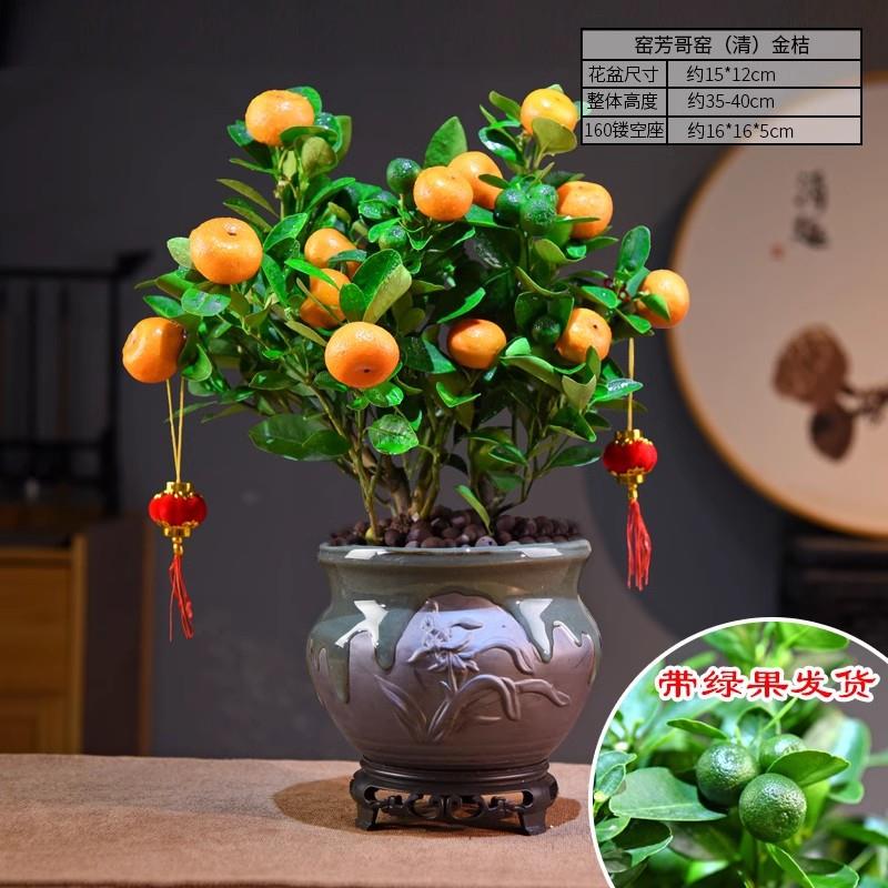 金桔盆栽桔子室内观果绿植年宵花喜庆盆景植物过年观赏摆件送礼