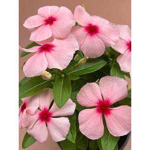 长春花盆栽天天开带花苞观花植物五叶梅庭院客厅盆栽花卉四季开花