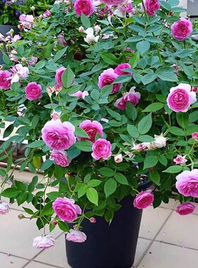 玛姬婶婶/麻吉婶婶紫色微型浓香月季花苗阳台盆栽花期长四季开花