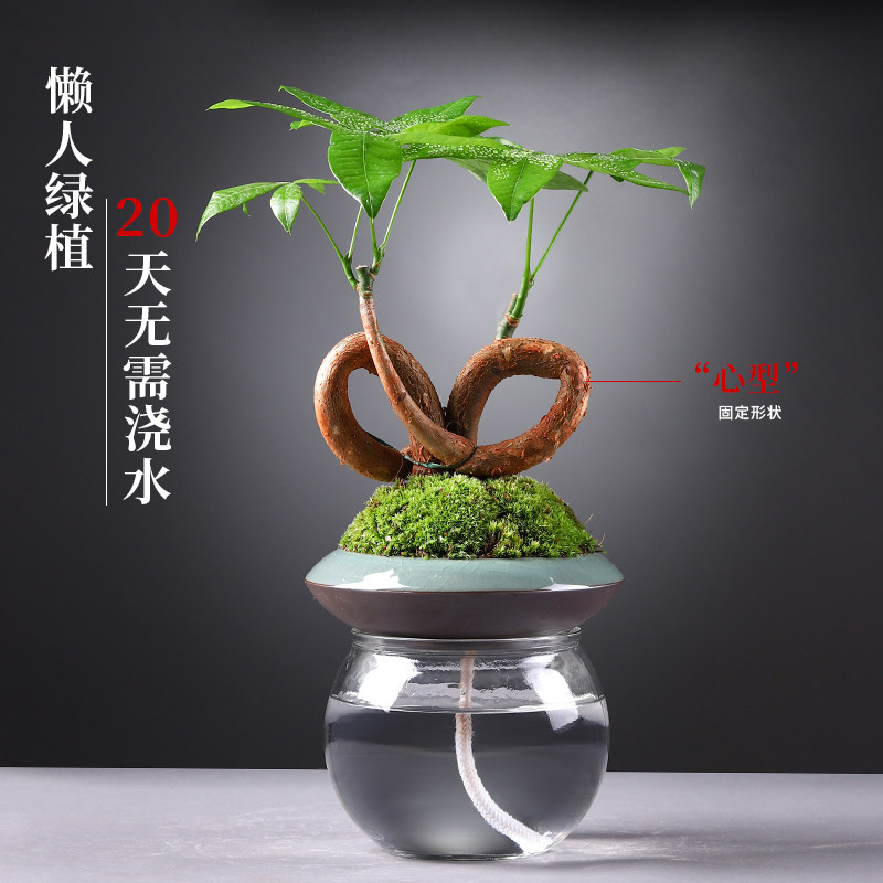 绿植盆栽懒人花卉室内好养发财树办公室文竹吊兰富贵竹水培小植物