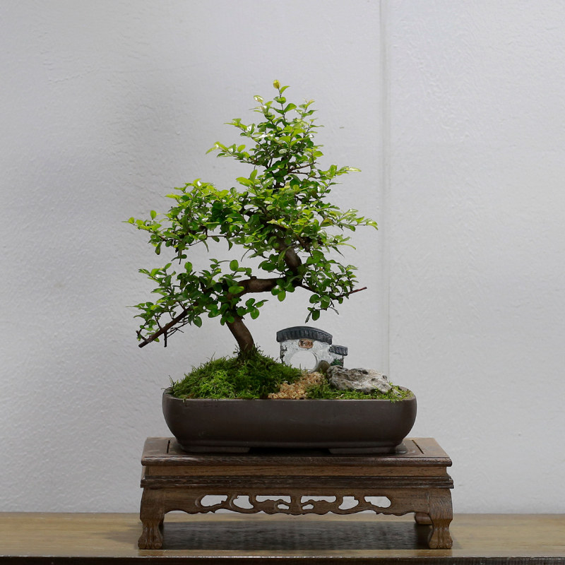 小叶雀梅盆景造型老桩植物室内客厅办公室桌面茶几小绿植盆栽摆件