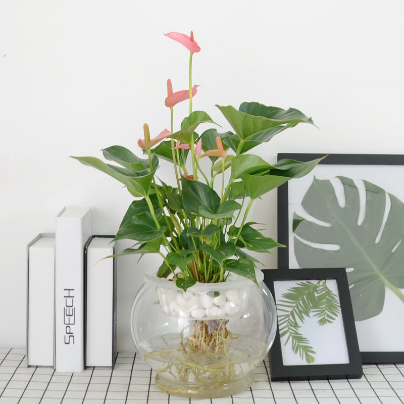 水培粉掌绿植盆栽室内办公桌面礼品花卉水培开花高档植物养护简单