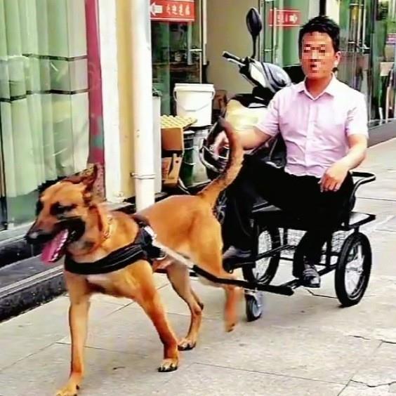 80~120斤犬遛狗三轮车阿拉斯加德牧杜宾秋田巨贵松狮狼犬