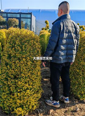 亮晶女贞塔锥形庭院花园花镜造景树苗四季常青南北方耐寒花箱植物