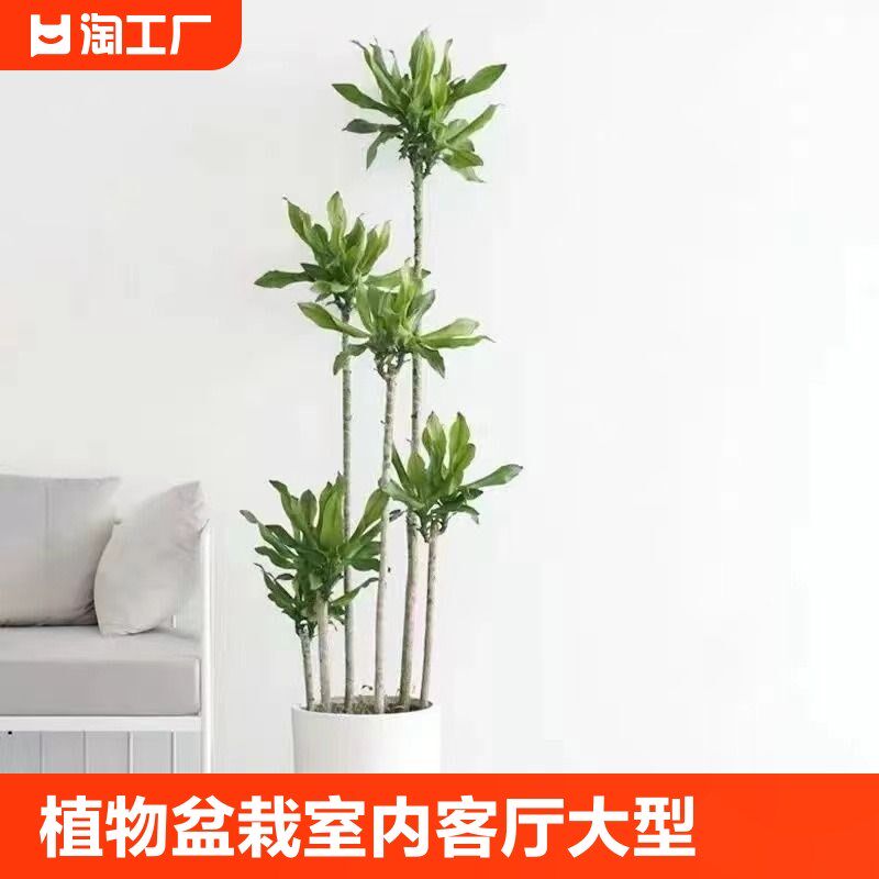螺纹铁植物盆栽室内客厅大型好养绿植净化空气盆景庭院耐阴原生