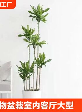 螺纹铁植物盆栽室内客厅大型好养绿植净化空气盆景庭院耐阴原生