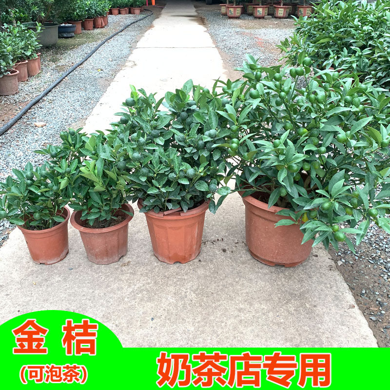 金桔盆栽植物带果四季桔树苗果树苗可食用盆栽砂糖橘阳台绿植花卉