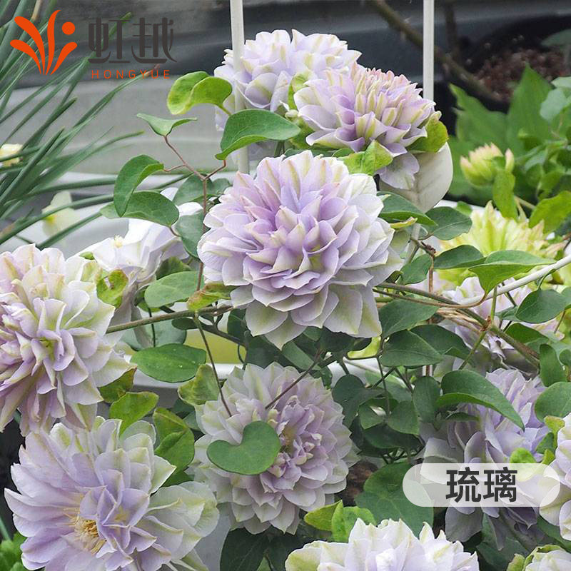 虹越铁线莲大苗乌托邦粉红魅力琉璃海风市长风之森林爬藤植物盆栽