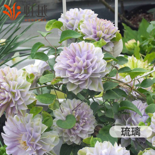 虹越铁线莲大苗乌托邦粉红魅力琉璃海风市长风之森林爬藤植物盆栽