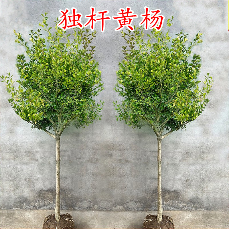 黄杨树苗独杆小叶瓜子黄杨苗盆栽庭院地栽造型盆景树桩素材绿化苗