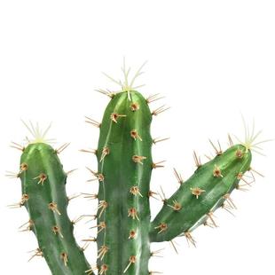 高品掌仿真神木仙龙人栽大型热带绿植北欧假仙盆人柱橱DD237141窗