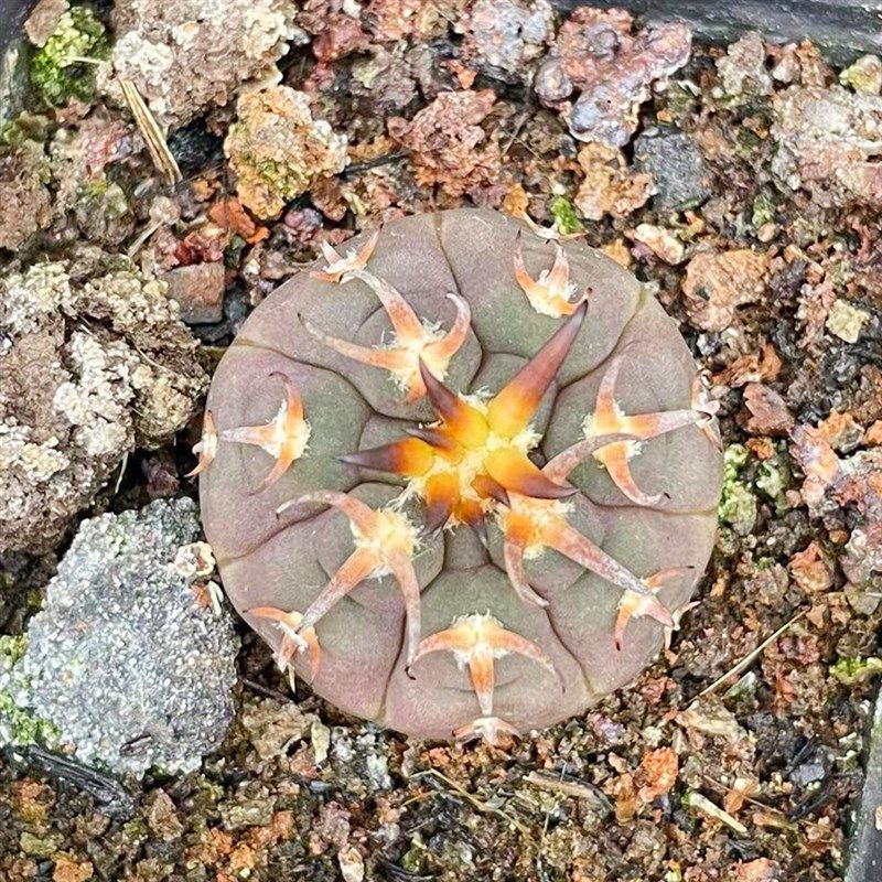 实生猫爪天平仙人球 裸萼球属可爱萝卜根植物小盆栽 控养一物一拍