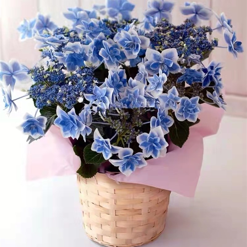 (木子家的花园)包邮星星糖大花绣球八仙花盆栽庭院绿植花卉