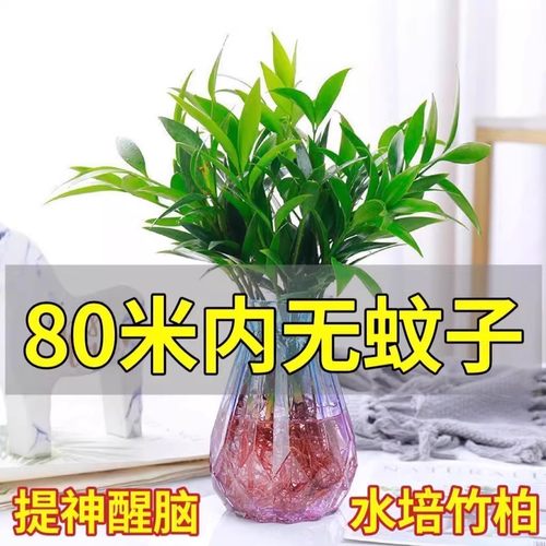竹柏驱蚊竹水培水培植物室内外蚊子克星水养绿植花卉盆栽办公桌面