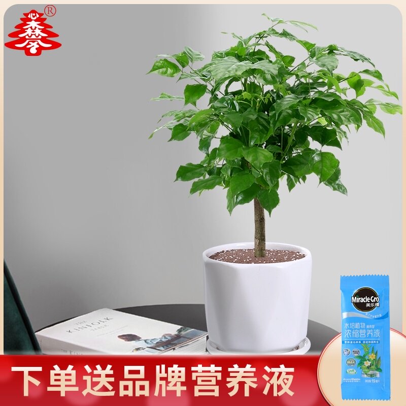 心森岚老桩幸福树绿宝好养植物小盆栽正宗平安树绿植室内客厅盆景