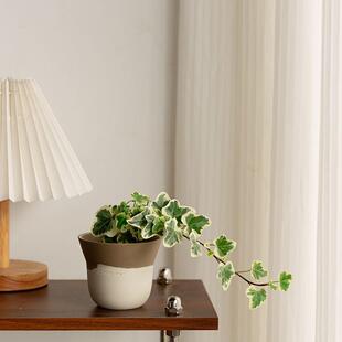 网绿植雪台莹常春阳红藤藤蔓植物室内爬藤盆栽好养易活四季NeYKh4