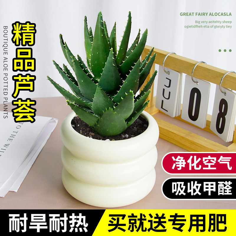 小芦荟小盆栽小品种送专用肥桌面多肉植物办公室内好养活美观趣味