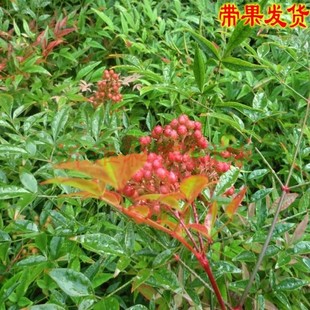 大型丛生天竹老桩南天竹盆栽树苗庭院门前四季观叶篱笆植物风景树