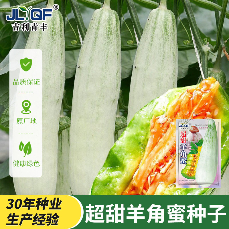正宗山东羊角蜜清甜小蜜蜂日本甜种苗/半成品盆栽